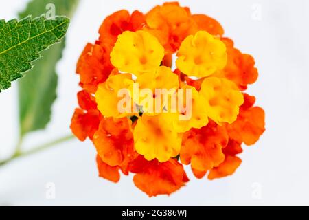 Lantana camara, auch lantana genannt, ist ein Strauch der Gattung Lantana. Es stammt aus Mittel- und Südamerika und ist in die Liste der 100 aufgenommen Stockfoto