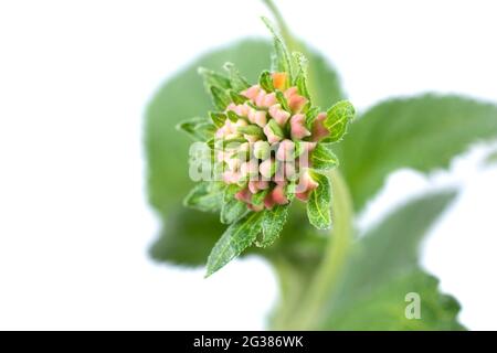 Lantana camara, auch lantana genannt, ist ein Strauch der Gattung Lantana. Es stammt aus Mittel- und Südamerika und ist in die Liste der 100 aufgenommen Stockfoto