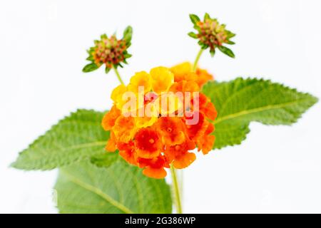 Lantana camara, auch lantana genannt, ist ein Strauch der Gattung Lantana. Es stammt aus Mittel- und Südamerika und ist in die Liste der 100 aufgenommen Stockfoto