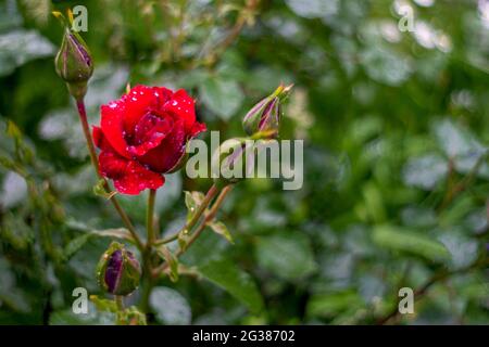 Dunkelrote Rose, bedeckt mit Wassertropfen. Nahaufnahme der blühenden Blume und der Knospen auf dem verschwommenen grünen Hintergrund, aufgenommen nach dem Regen Stockfoto