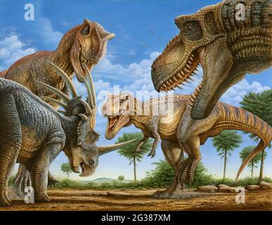 Ein Styracosaurus-Dinosaurier ist von einer Gruppe von Daspletosaurus umgeben. Stockfoto