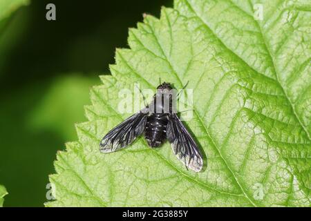 Anthrax-Anthrax, Familie Bienenfliegen (Bombyliidae). Eine schwarze Fliege auf einem Blatt in einem holländischen Garten. Juni, Niederlande Stockfoto