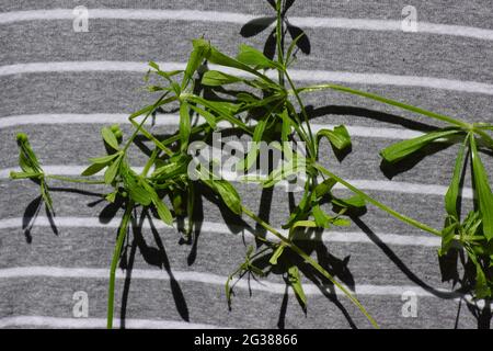 Anhalter, Cleavers (Galium aparine) klebten an der Kleidung. Frühling, Juni, Niederlande Stockfoto