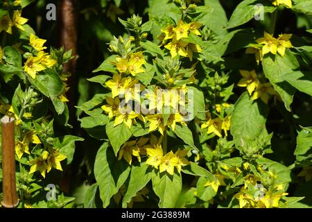 Blühender Gelbfieber, Kreisblume (Lysimachia punctata). Familie Primulaceae (Primulaceae). Juni, holländischer Garten. Stockfoto