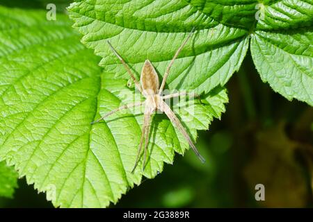 Baumschule Spinnennetz (Pisaura mirabilis). Familie Pisauridae. Auf den Blättern in einem holländischen Garten im Frühjahr. Juni, Niederlande Stockfoto