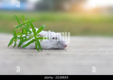 Hamster Winter weiß schlafen Stockfoto