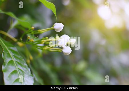 Gardenia Crape Jasmine Nahaufnahme Stockfoto
