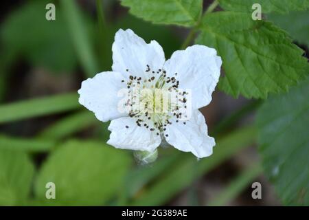 Weiße Blume des Vogelbusches (Rubus caesius). Das Hotel liegt am Rande einer ländlichen Straße in Munilla, La Rja, Spanien. Stockfoto