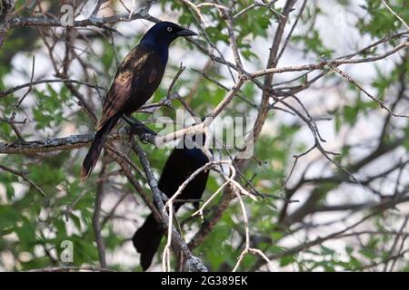 In einem Baum sitzen zwei gewöhnliche Grackles Stockfoto