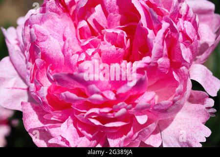 Makro-Nahaufnahme der isolierten rosa Pfingstrosenblüte (paonia suffruticosa) bei hellem Sommersonnenlicht Stockfoto