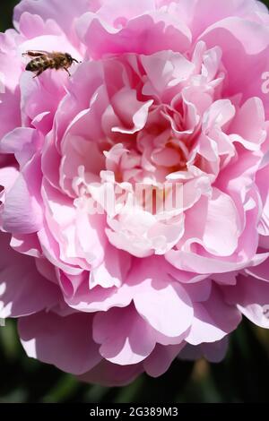 Makro-Nahaufnahme der isolierten rosa Pfingstrosenblüte (paonia suffruticosa) bei hellem Sommersonnenlicht Stockfoto