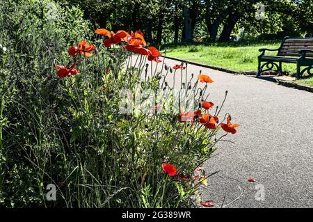 Foto-Illustration; EIN Klumpen leuchtend roter Mohnblumen neben einem Pfad im Devonport Park in Plymouth. Der Park wird oft als Peoples Park (Volkspark) verwendet. Stockfoto