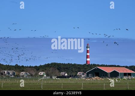 Typische holländische Landschaft mit einem Bauernhof, Ackerland mit einer Gänseschar am Himmel und dem Leuchtturm von Hollum, Ameland im Hintergrund. Niederländische Landwirte Stockfoto