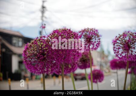 Selektive Fokusaufnahme von Allium „Purple Sensation“-Blüten, die allgemein als „Dutch Garlic“ bekannt sind Stockfoto