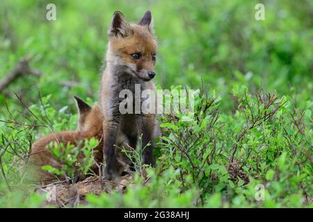 Ein junger Rotfuchs, der in Heidelbeersträuchern sitzt. Stockfoto