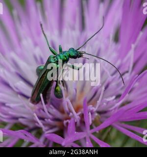 Falscher Ölkäfer, dickbeiniger Blütenkäfer oder geschwollener Dickkäfer (Oedemera nobilis) auf einer Blume Stockfoto