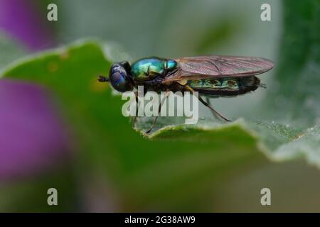 Soldat fliegt (Chloromyia formosa) auf einem Blatt Stockfoto