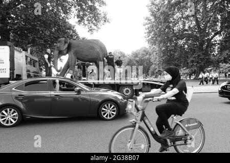 100 Elefantenskulpturen, die 5 Jahre in Anspruch genommen haben, wurden in Londoner Parks transportiert - hier kommt man im St James's Park an Stockfoto