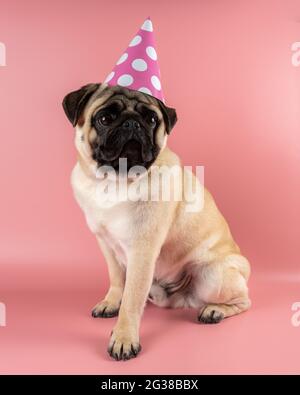 Lustige Pug Hund trägt Happy Birthday Hut auf rosa Hintergrund. Stockfoto