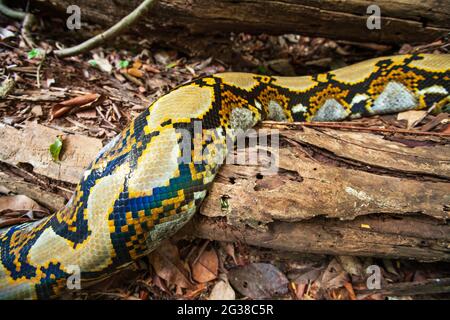 Boa liegt auf dem Holzboden eines tropischen Waldes. Sie sind die längsten Schlangen der Welt und die längsten Reptilien. Nationalpark in der Nähe von Kambodscha-Thailand. Stockfoto