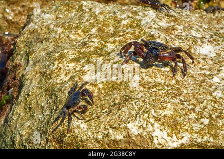 Gruppe von Marmorsteinkrabben oder Runner Crab (Pachygrapsus marmoratus (Fabricius, 1787) auf den Felsen der adria Stockfoto