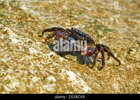 Marmorsteinkrabbe oder Runner Crab (Pachygrapsus marmoratus (Fabricius, 1787), die auf den Felsen der Adria fressen Stockfoto