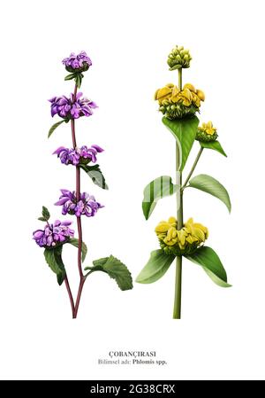 Phlomis, gemeinsame Namen sind Jerusalem Salbei und Lampwick Pflanze / aus dem Mittelmeerraum östlich über Zentralasien bis China Stockfoto