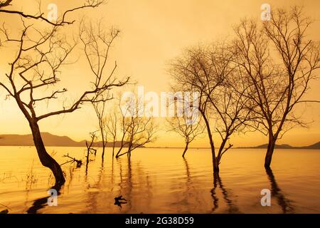 Überschwemmungen und rote Hitze, Dürrebedingungen und Klimawandel. Sturzfluten im getrockneten Wald nach einem Waldbrand, tote Bäume ohne Blatt im Wasser. Stockfoto