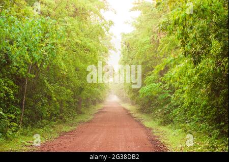 Leere rote Schotterstraße im tropischen Wald, üppiges Laub im Morgennebel, Sonnenlicht scheint auf einer langen geraden Schotterstraße. Stockfoto