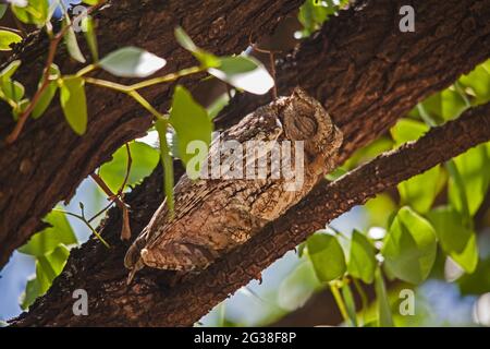 African Scopus-Owl Otus senegalensis 13527 Stockfoto