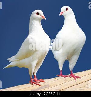 Zwei weiße Tauben isoliert auf schwarzem Hintergrund Stockfoto
