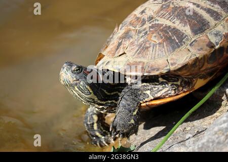 Rotohrschildkröte (Trachemys scripta) ruht auf einem Felsen an der Teichküste Stockfoto