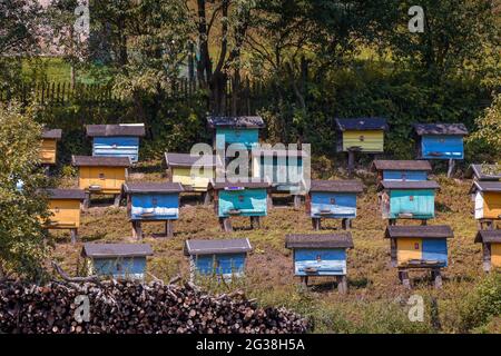 Gruppe von bunten Bienenstöcken, die an einem sonnigen Tag auf einem Hang zwischen den Bäumen stehen Stockfoto