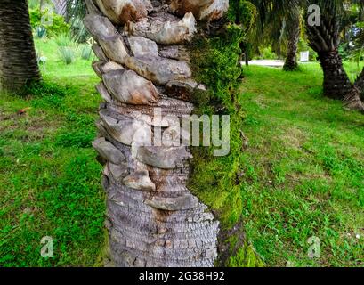 goldfruchtpalme teilen Dypsis lutescens