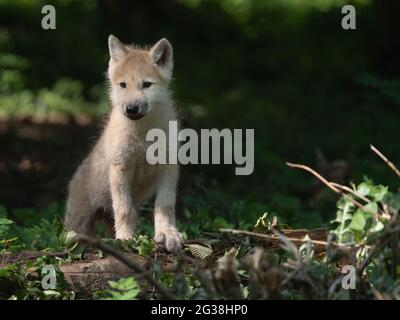 wolf-Welpen-Portrait im Wald Stockfoto