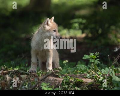 wolf-Welpen-Portrait im Wald Stockfoto