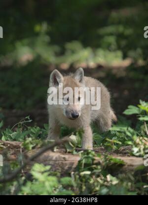 wolf-Welpen-Portrait im Wald Stockfoto