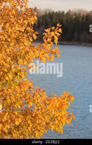 Balsam Pappel Baum in Herbstfarbe am Glenmore Reservoir Stockfoto