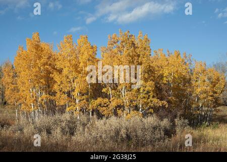 Die Pflanzengemeinschaft der goldzitternden Aspen (Populus tremuloides), Silberbeersträucher (Elaeagnus commutata) und Gräser im Herbst Stockfoto