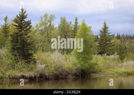 Mischwald mit weißer Fichte, zitternden Aspen- und Balsam-Pappelbäumen, der auf einer Aue am Fish Creek in Alberta, Kanada, wächst Stockfoto