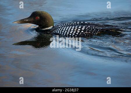 Common Loon (Gavia immer) Schwimmen im Teichwasser in einem städtischen Vogelschutzgebiet während eines Zwischenstopps Stockfoto