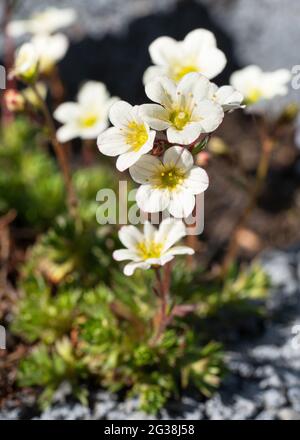 Nahaufnahme von moosiger Saxifraga (Saxifraga bryoides) Stockfoto