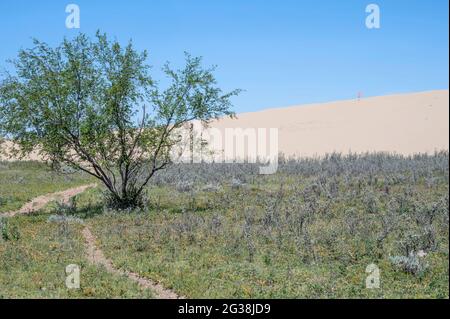 Die Great Sandhills (Sand Hills) in der Nähe von Scepter, Saskatchewan, Kanada Stockfoto