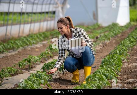 Junger Agronom, der mit Tablet-Technologie Daten in der modernen Landwirtschaft sammelt. Bäuerin hockend aussehende Tomatenpflanze im Gewächshaus berühren. Stockfoto