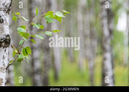 Natürlicher, ökologischer Hintergrund bestehend aus schwarzen und weißen Birken mit Elementen aus grünen Blättern. Stockfoto
