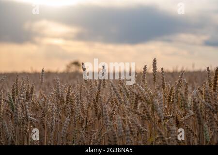 goldene Ähren bereit zur Ernte mit bewölktem Himmel kurz vor der Ernte Stockfoto