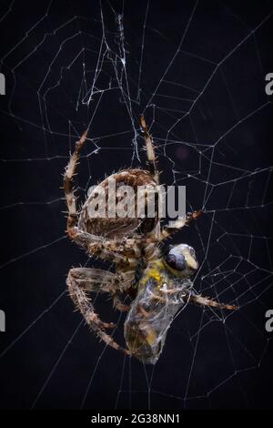 Eine Wespe in einem Spinnennetz gefangen Stockfoto