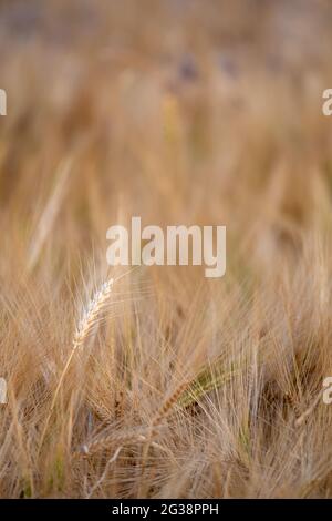 golden Cerealien werden kurz vor der Ernte, selektiver Fokus Stockfoto