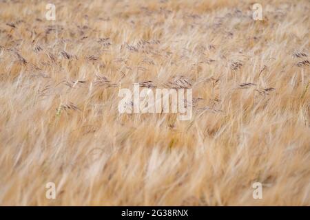 golden Cerealien werden kurz vor der Ernte, selektiver Fokus Stockfoto