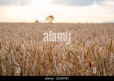 goldene Ähren bereit zur Ernte mit bewölktem Himmel kurz vor der Ernte Stockfoto